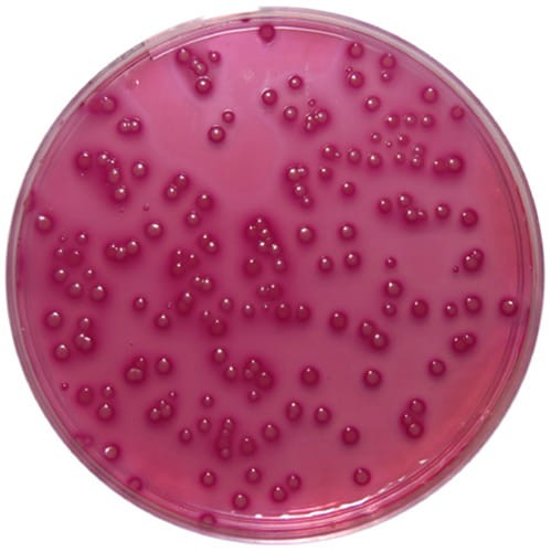 BD Violet Red Bile Glucose Agar (VRBG) gotowa pożywka na płytkach 20szt.