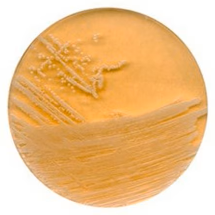 BD_Trypticase™Soy_Agar(TSA)_gotowa_pożywka_na_płytkach_120_szt_Argenta_Bestlabs