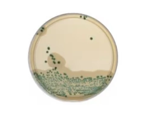 Brilliance™ Candida 2 Agar gotowa pożywka na płytkach 10szt.