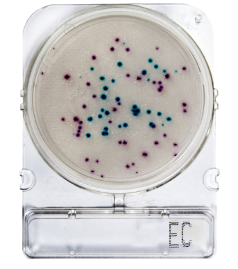 Compact Dry EC - gotowe płytki chromogenne do oznaczania E. coli i bakterii z grupy coli w badaniach mikrobiologicznych kosmetyków